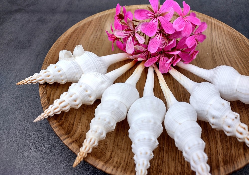 Du Petits Spindle Seashell White (1 shell approx. 5+ inches) Shell for crafts!