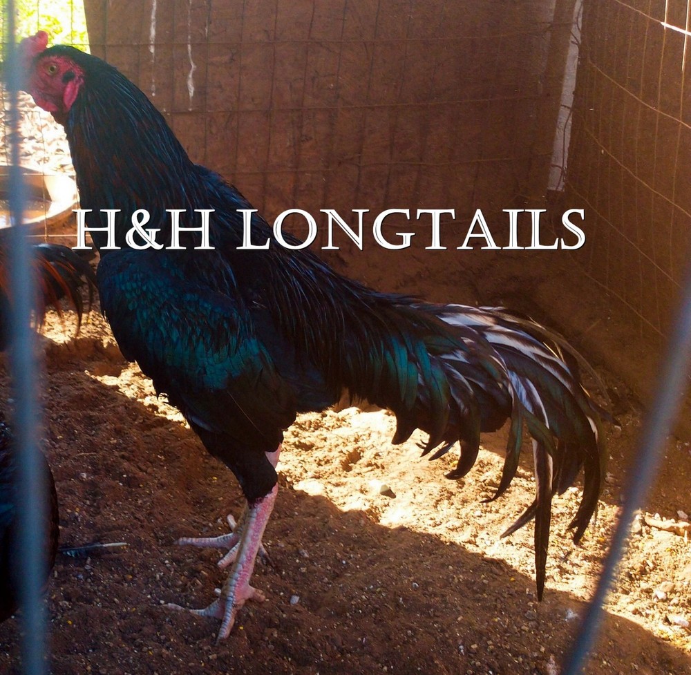 6 ASSORTED longtail Chicken hatching eggs L@@K!