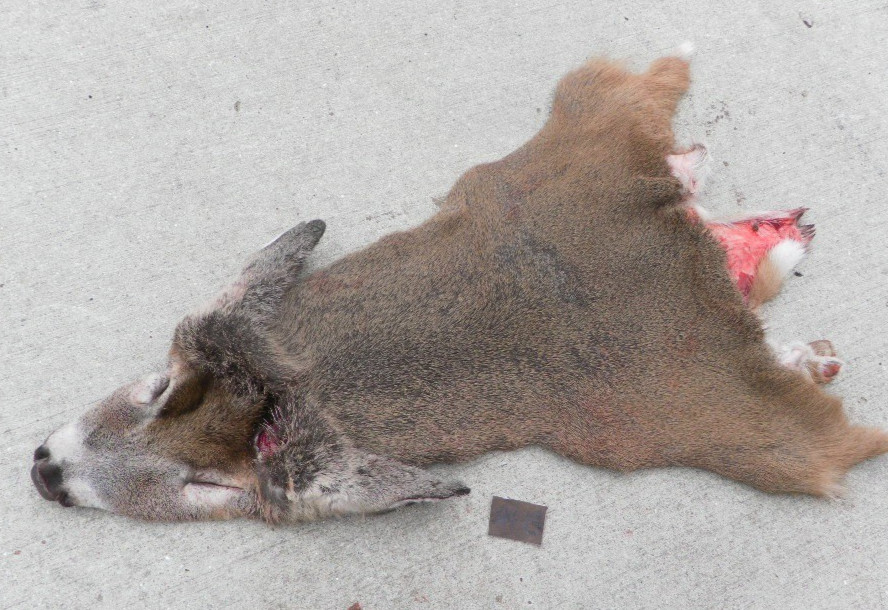 23 to 24" nov red short seam whitetail Deer Cape Taxidermy mount antlers