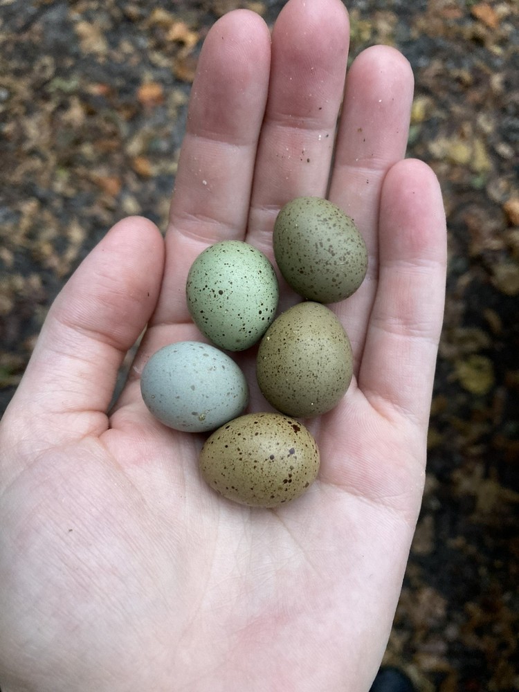 1 Dozen Button Quail Eggs (Brown/Green/Blue) Hatching Eggs