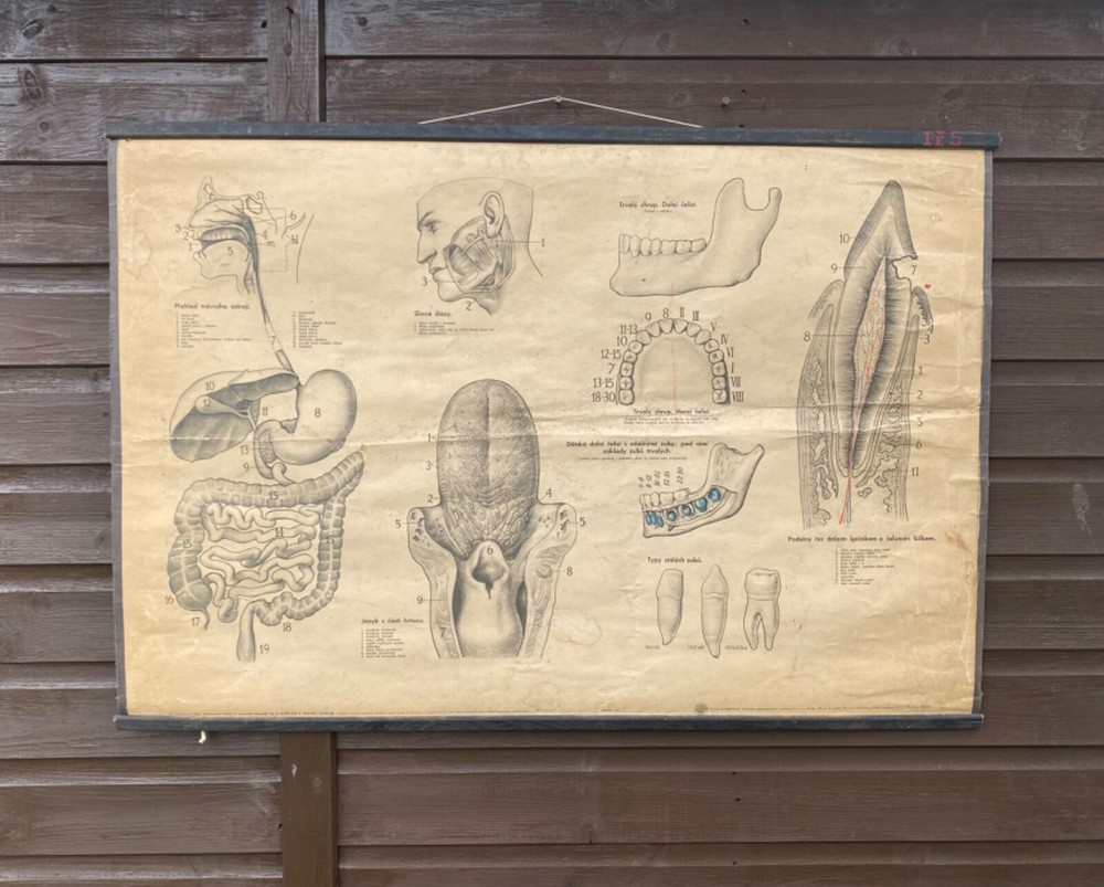 Original 1950s anatomical school chart human teeth & digestive system