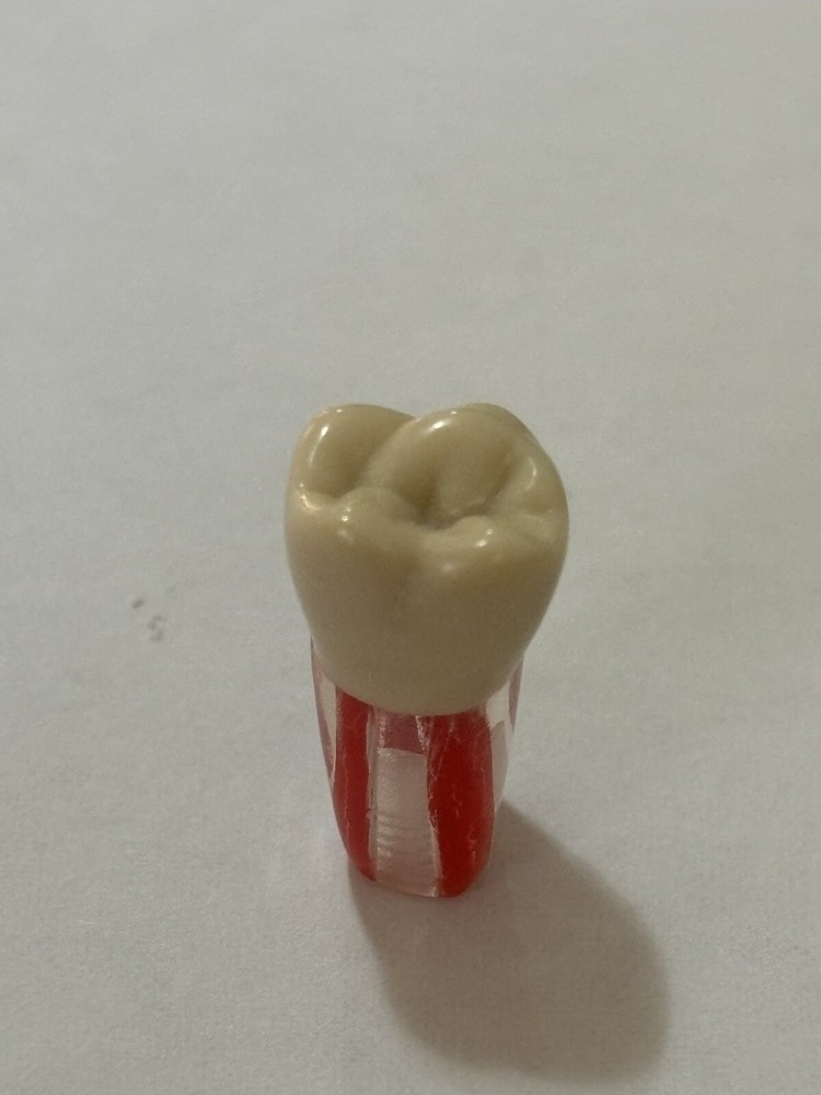Endo Tooth #16 For ADC MODEL (10 Pack)