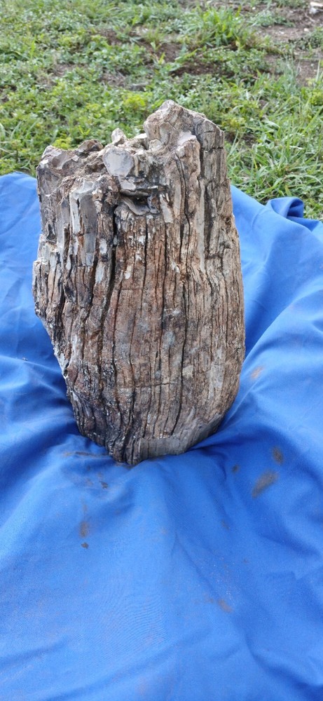 Petrified wood Log