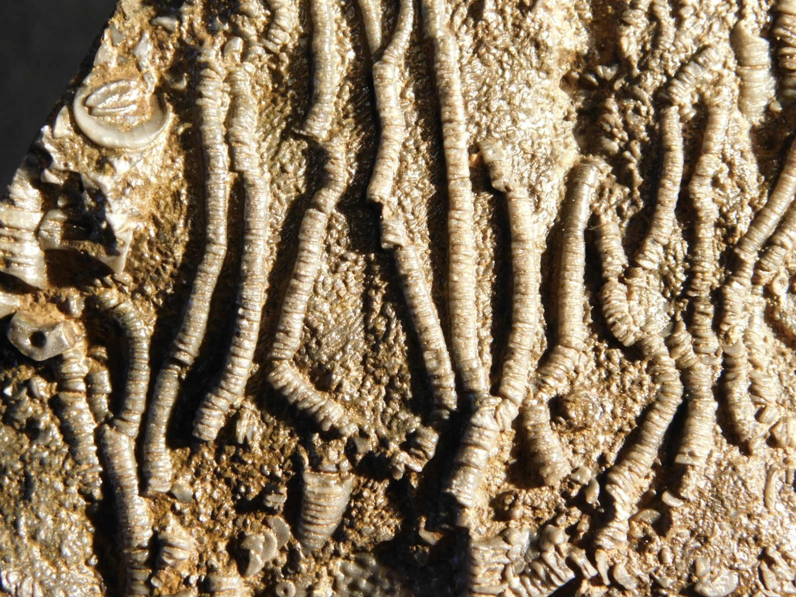 Larger! 430 Million Year Old! CRINOID Fossil or Sea LILY Fossil Morocco 601gr