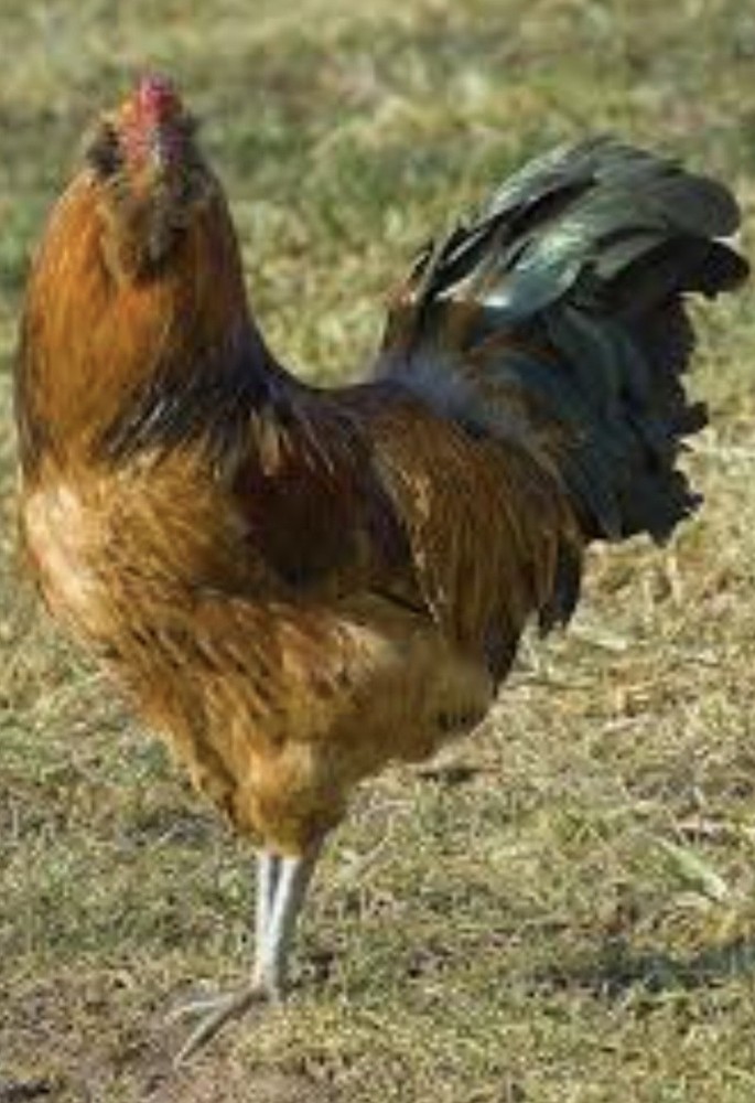 12 Beautiful Multi- Colored Ameraucana Easter Eggers Hatching Eggs NPIP