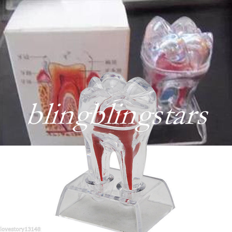 Dental Crystal Base Hard Plastic Removable Teeth Tooth Molar Model  Study Supply
