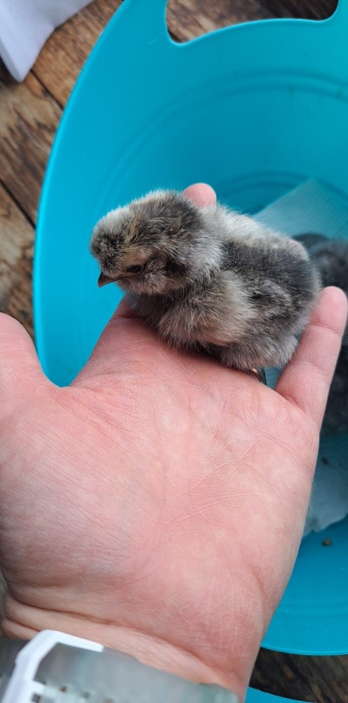 6+1 Silkie Hatching Eggs Npip