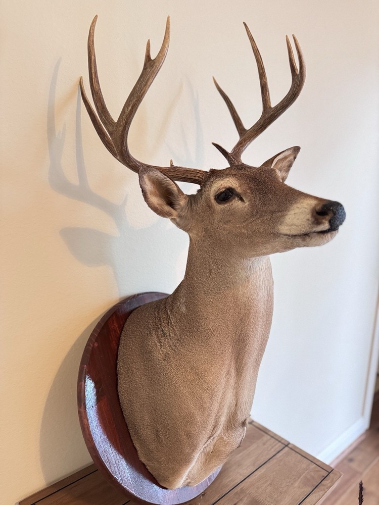 Deer Head Wall Mount With Wooden Base