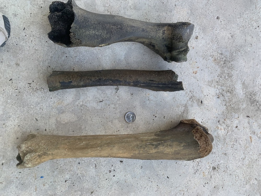 Fossilized Bison Bones