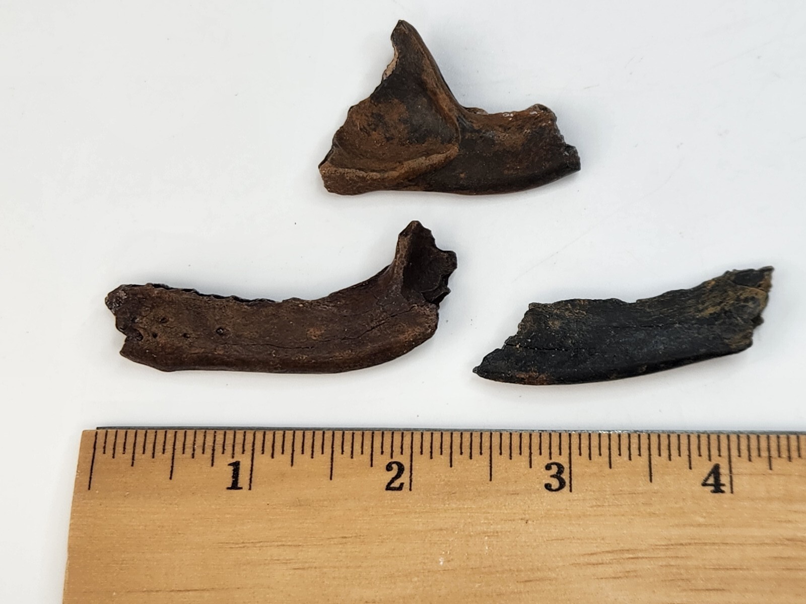 Mammal Jaw Fossil - Florida - Pleistocene Ice Age - 1 Per Purchase