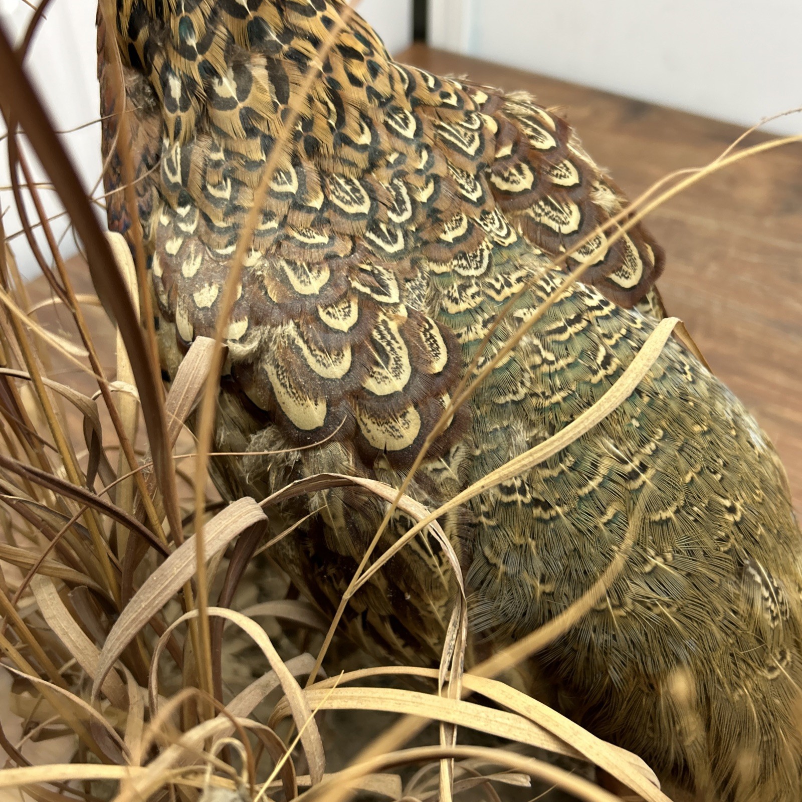 Ringneck Rooster Pheasant Taxidermy Standing Mount Habitat Base Foliage