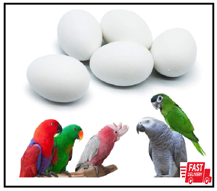 5 Pcs Solid Parrot Plastic Eggs Hatching Eggs Mini Macaw Cockatoo African Grey