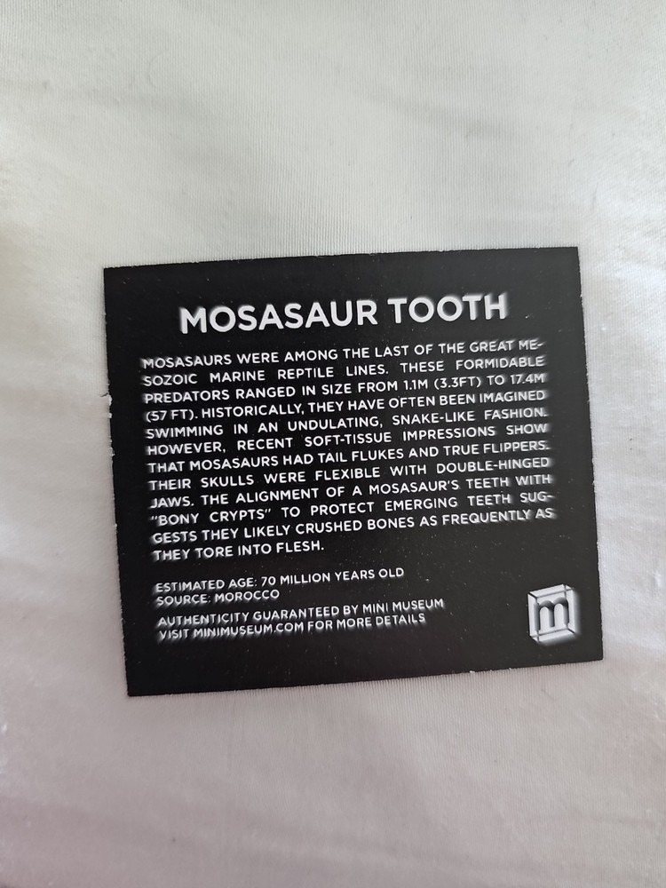Medium Size Mosasaurus Tooth