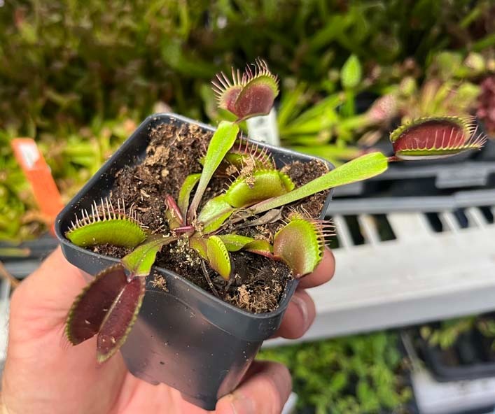 Venus Flytrap Akai Ryu - Red Dragon Venus Flytrap - Live Carnivorous Plant