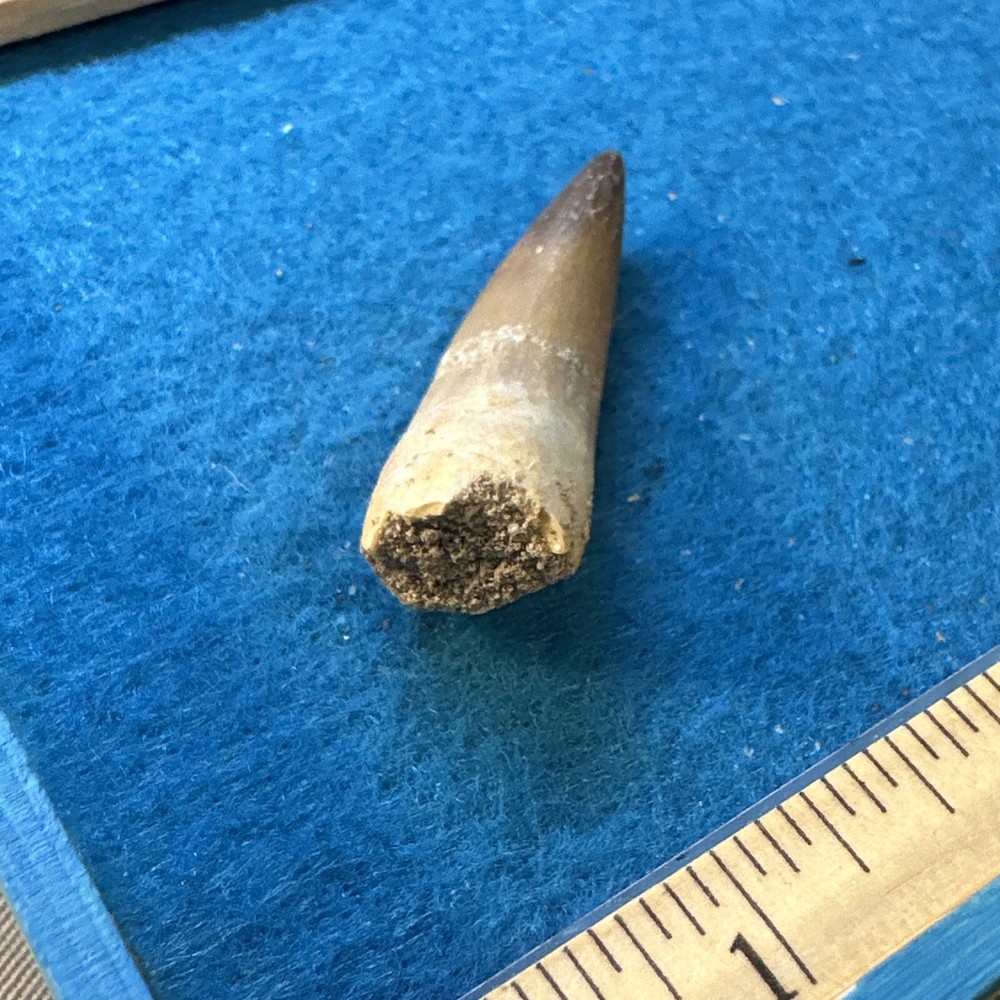 Plesiosaur Extinct Dinosaur Age Tooth Fossil in Display Case