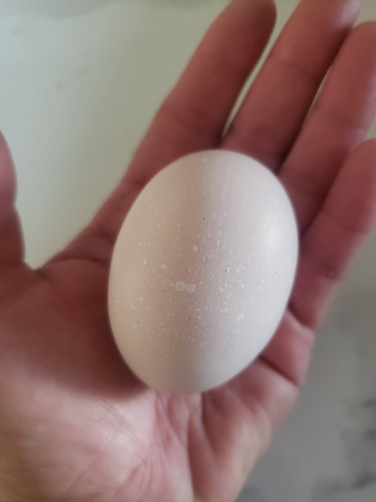 6ea BRAHMA Chicken Hatching Eggs mix. buff,white, browntan, black whithe