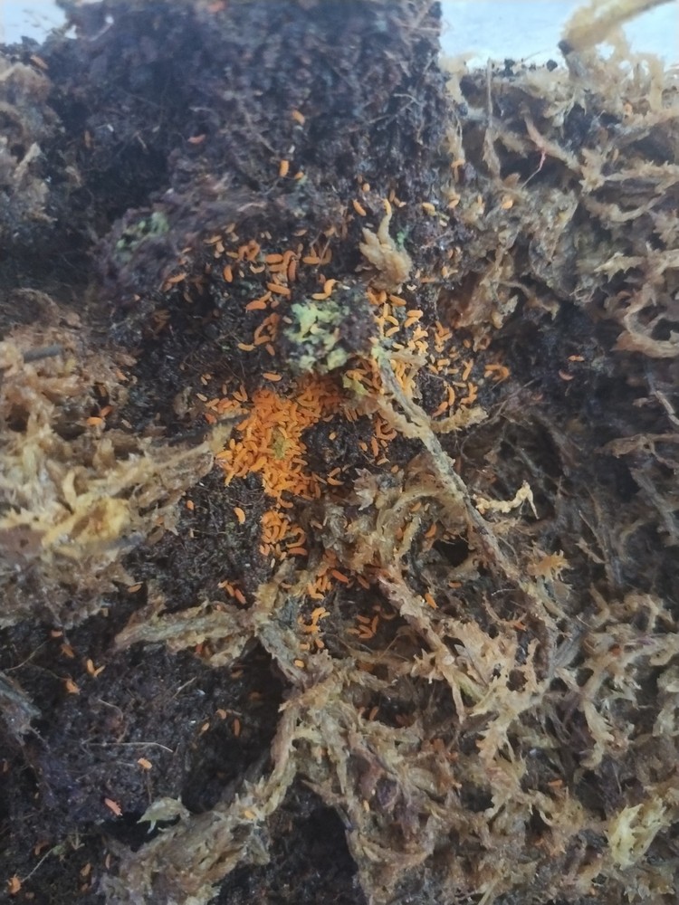 Florida Orange Springtail (Neanura growae) - 50ct