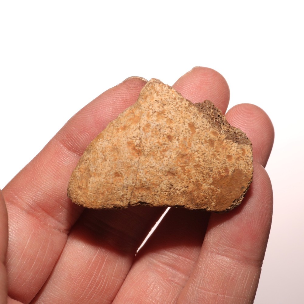 Triceratops Eppocipital Partial - Dinosaur Bone Hell Creek Formation Cretaceous