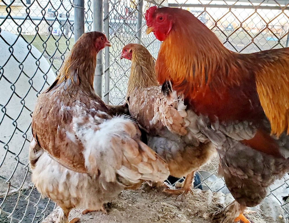 Blue Partridge Brahma Hatching Eggs 8+