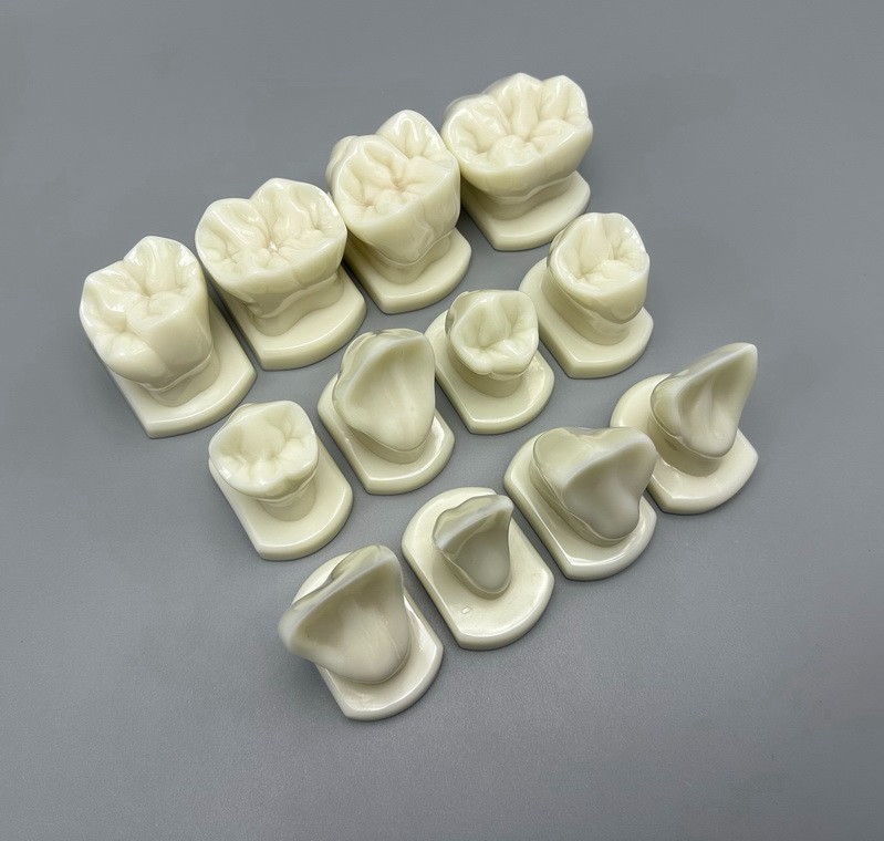 Comparison Carving Permanent Tooth Model Student Practice Study Tools