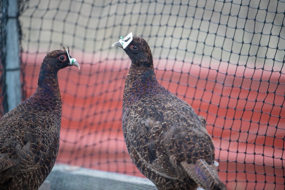 6+ Melanistic Mutant Pheasant Hatching Eggs