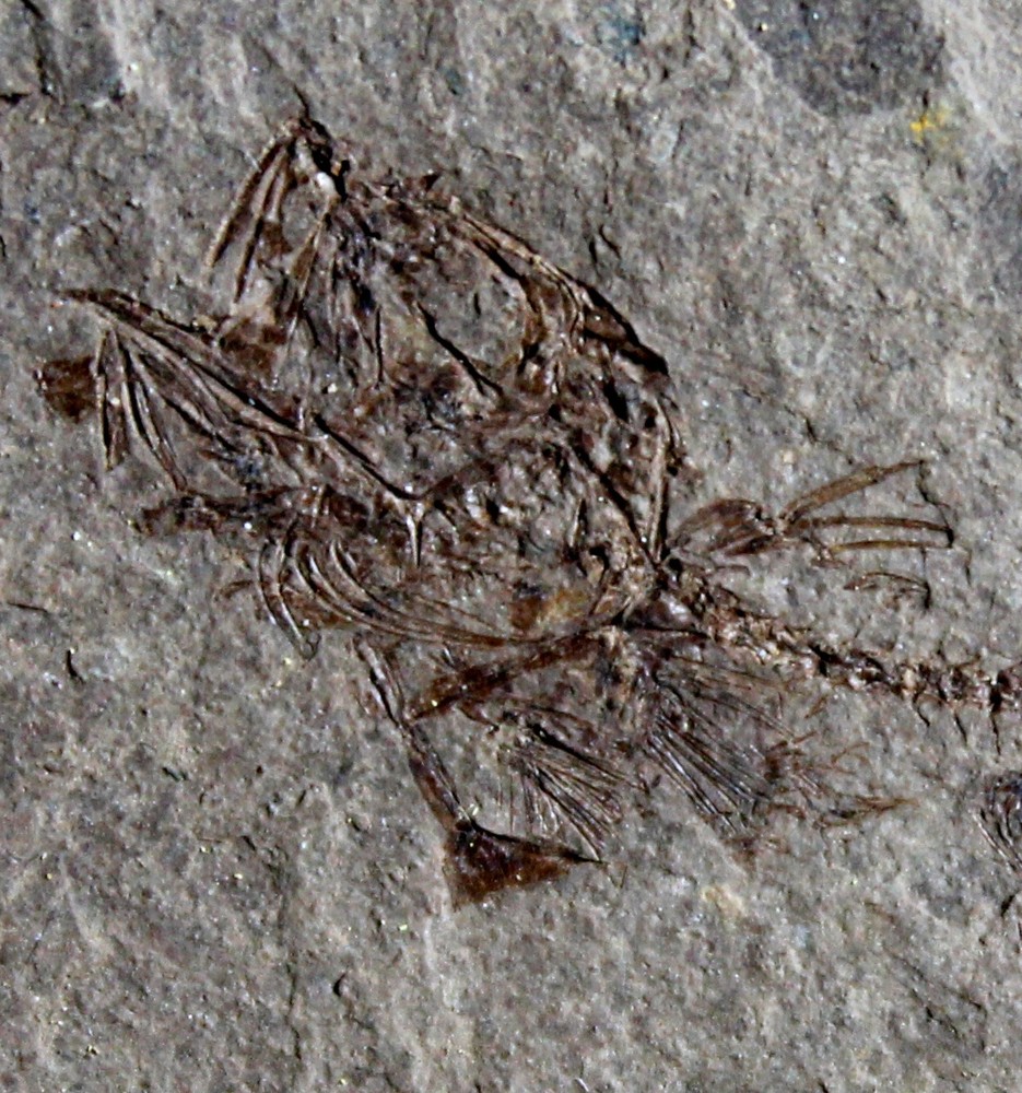 Unknown, undescribed Oligocene fossil fish