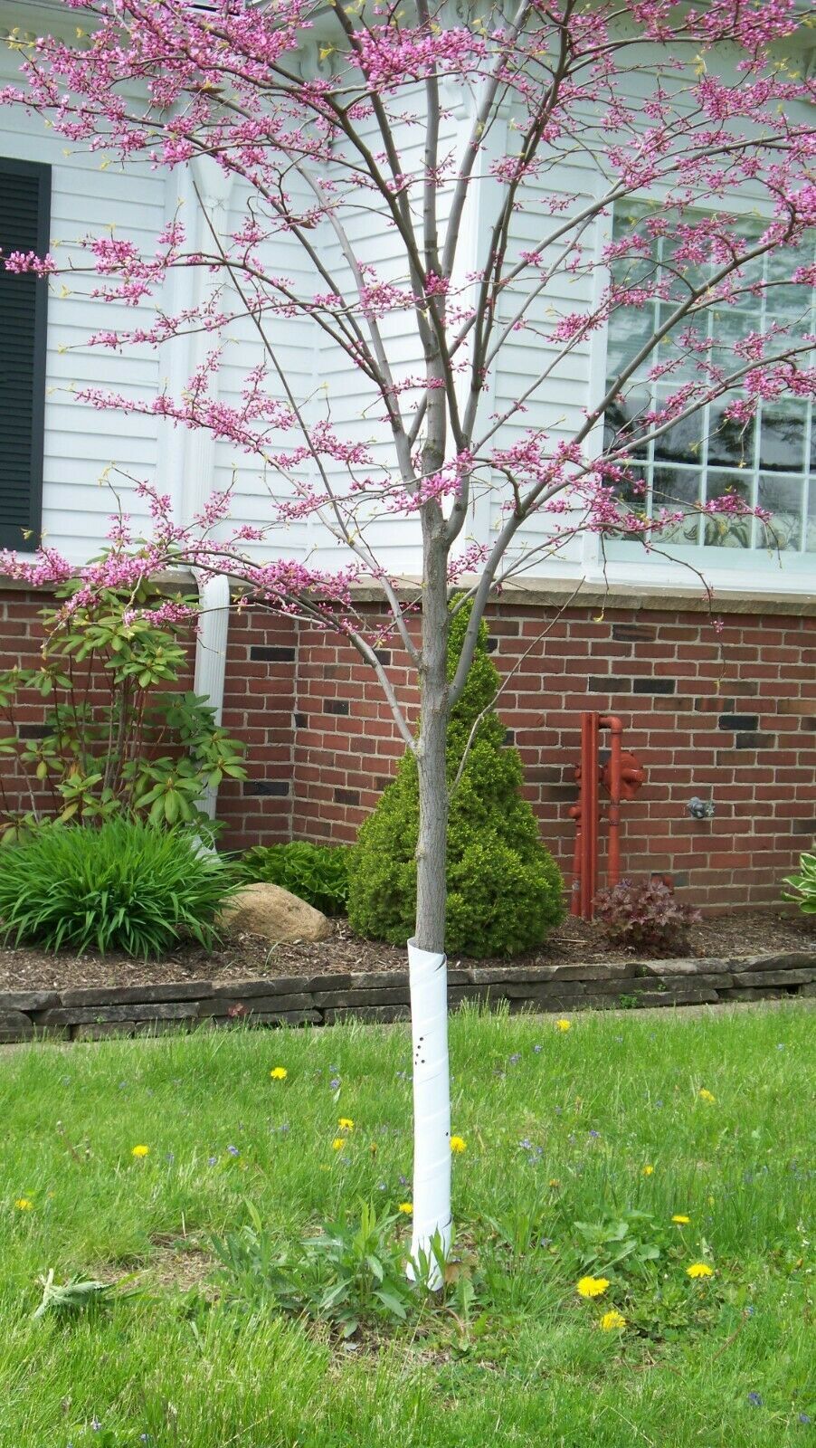 Eaton Brothers Vinyl Tree Guards - 4 Pack