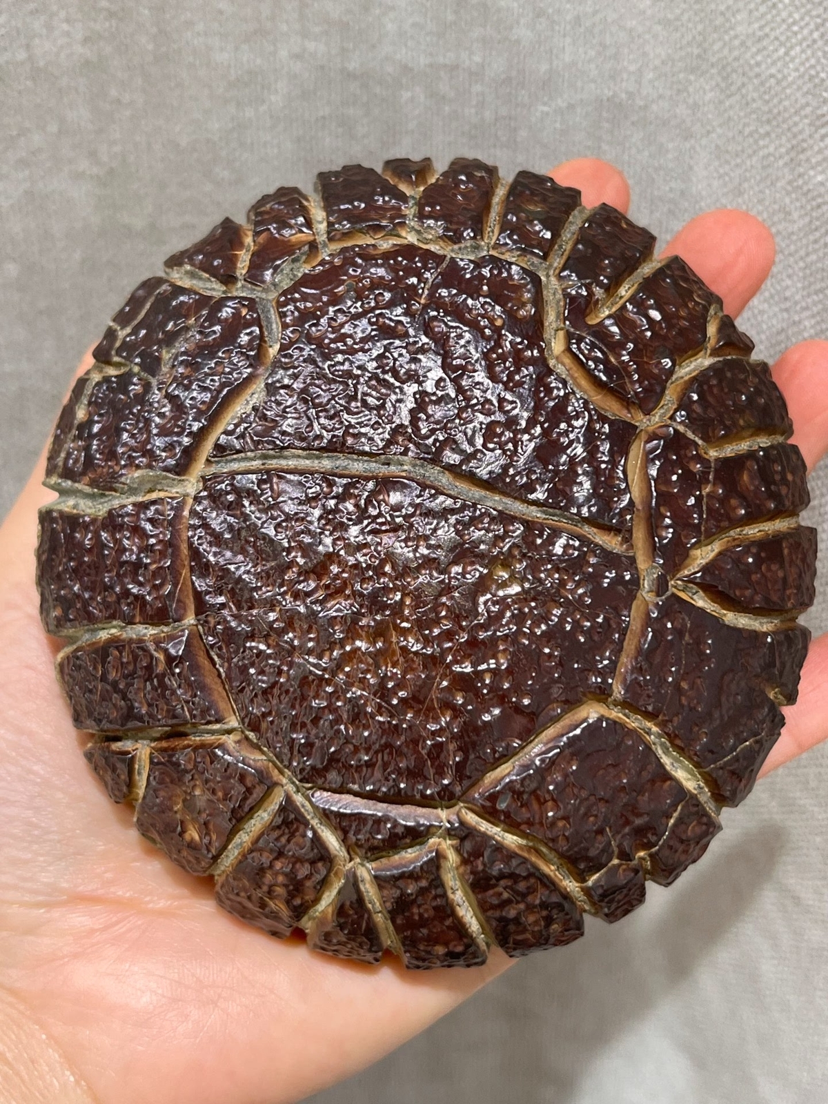 China Natural stone "tortoise back pattern" stone Moire stone 10.7x10.4x4.8