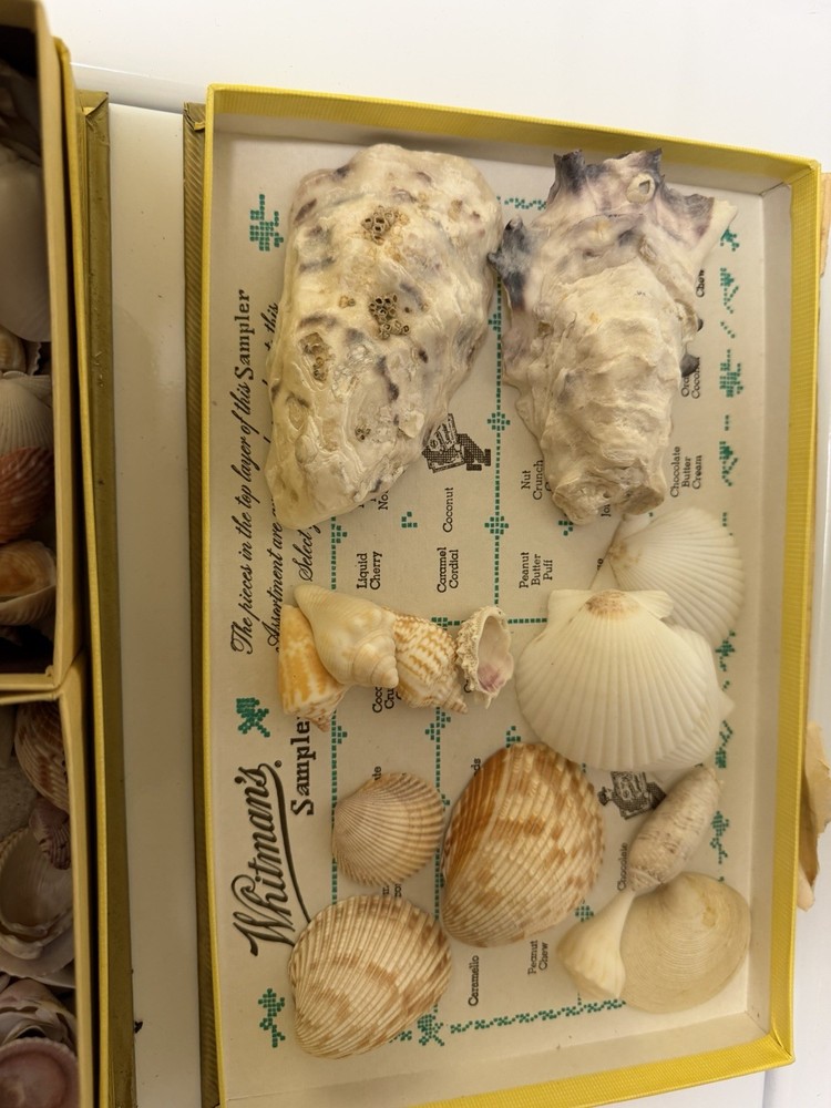 Florida Seashells