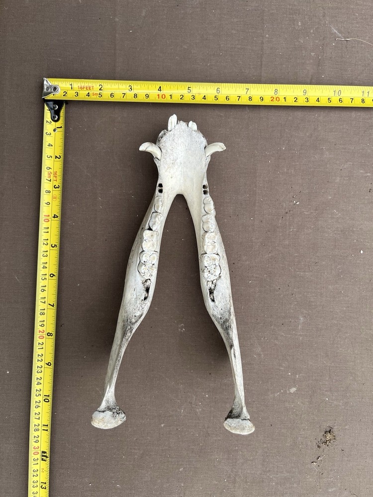 Real Lower pig hog Jaw Bone With Teeth