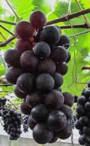 GRAPE "KYOHO" 3 grape vines cuttings