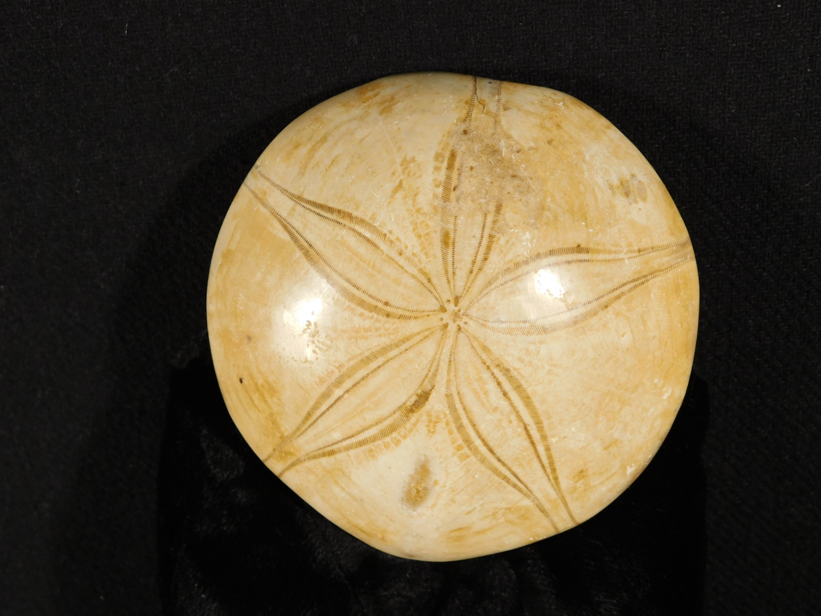 Big! Polished 150 Million Year Old! AAA SAND DOLLAR Fossil Madagascar 259gr