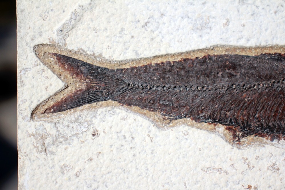 Fossil Fish • Knightia eocena • 5.5"