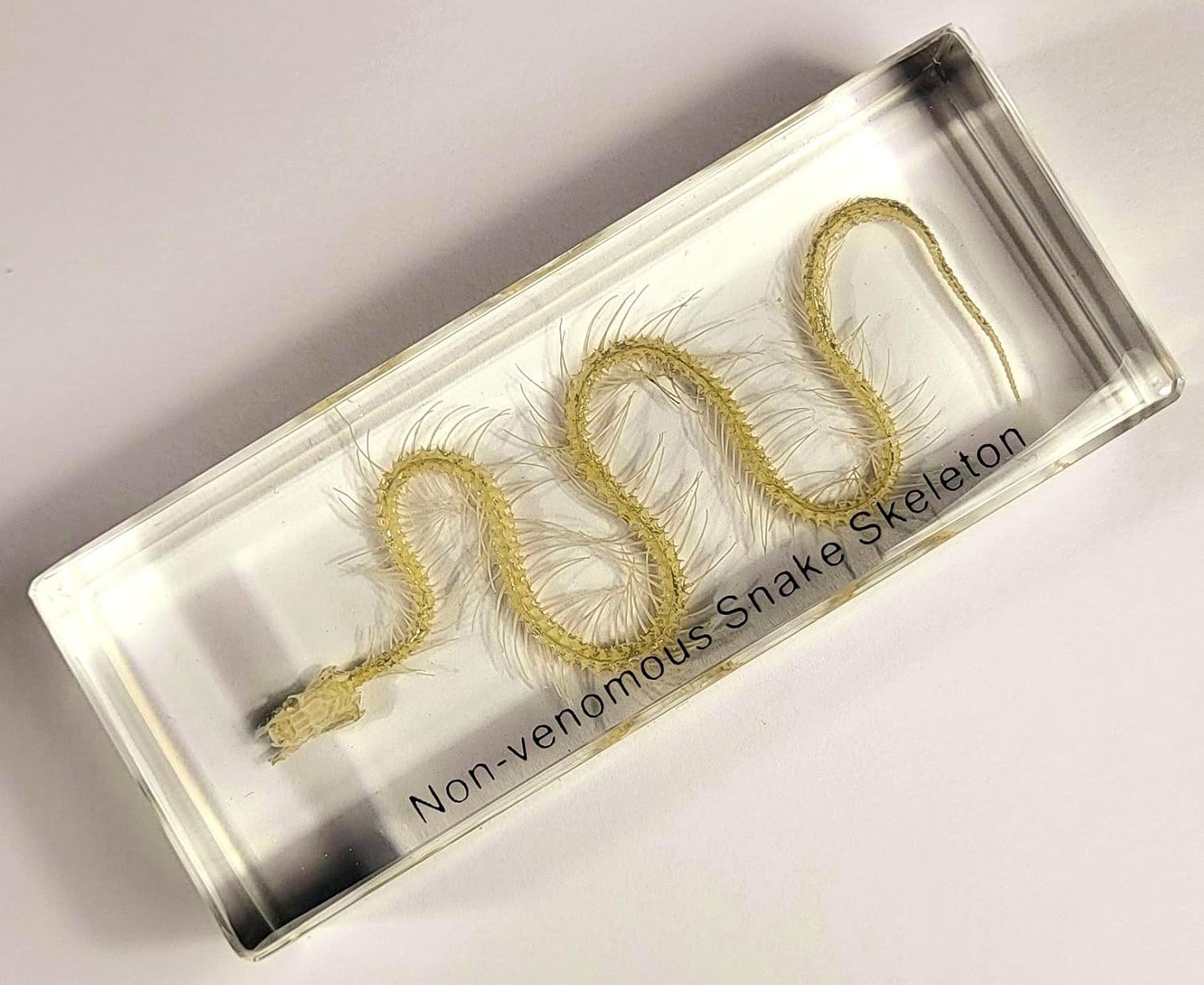 Real Water Snake Skeleton in 110mm Clear Lucite Resin Science Education Specimen