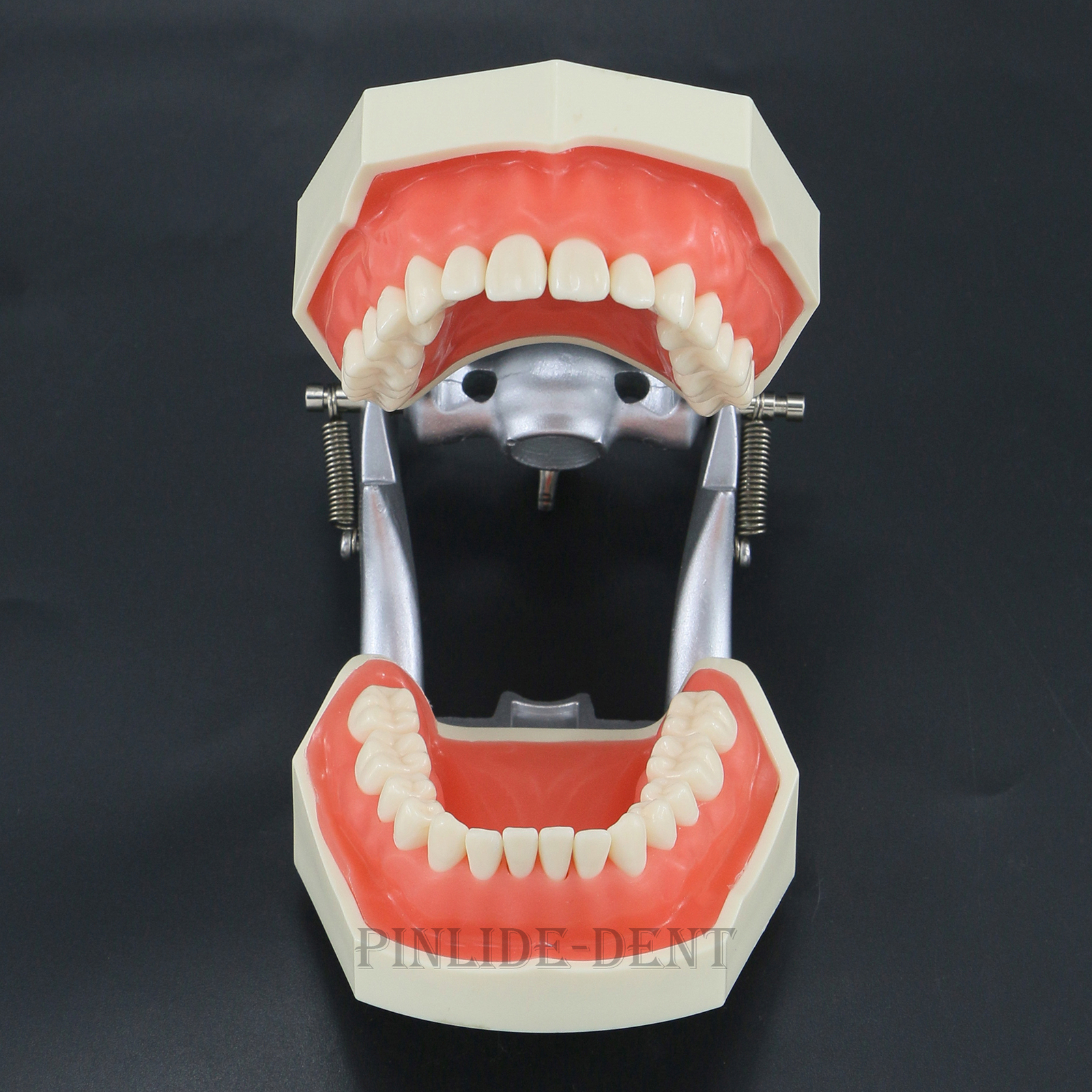 USA Kilgore Nissin 500 Style Dental Teeth Typodont Model 28Pcs Removable Teeth