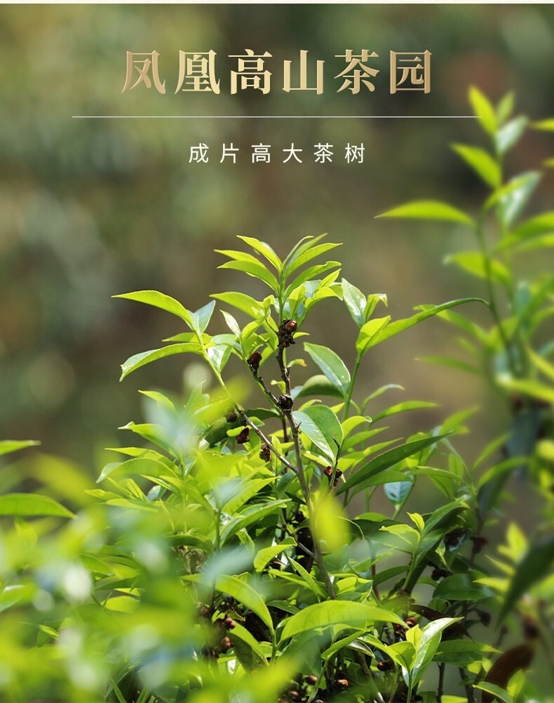 Phoenix Dancong 鳳凰單叢,鸭屎香,傳統炭焙,重火,500g