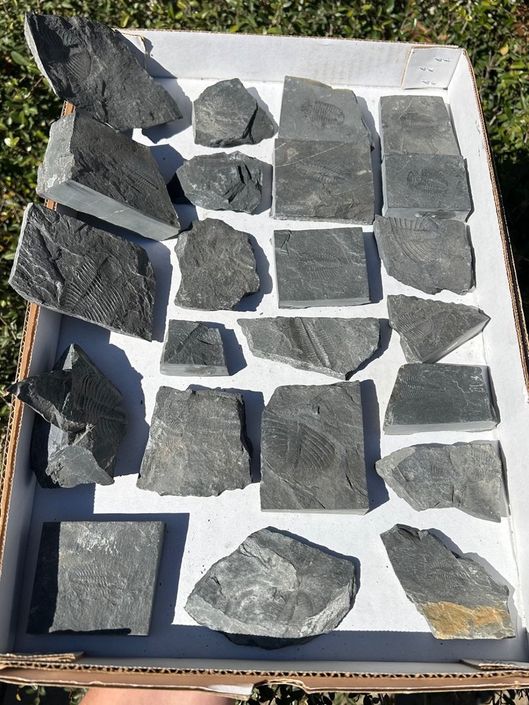 Washington Fossil Trilobites HUGE LOT Ogygopsis etc Metaline fm Bug in Matrix