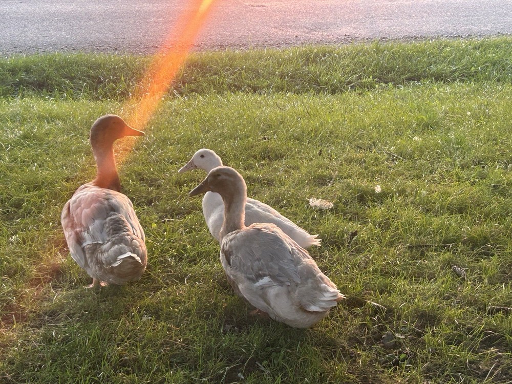 12+ Duck Fertilized Hatching Eggs Mixed Colors