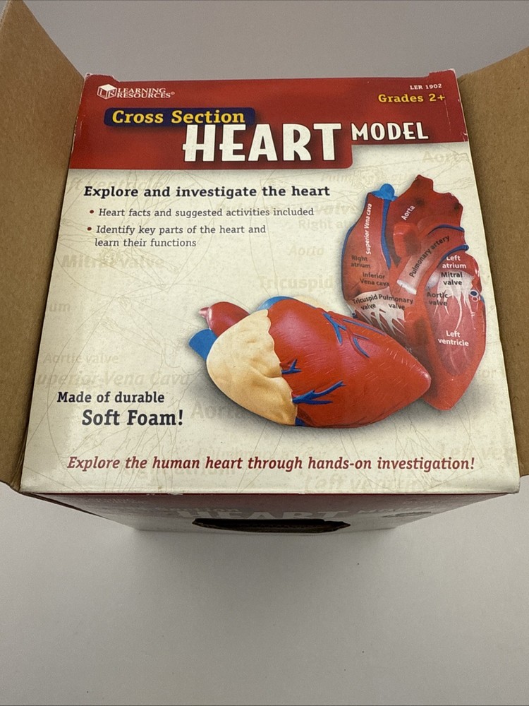 Learning Resources Cross Section HEART Model Soft Foam Grades 2+