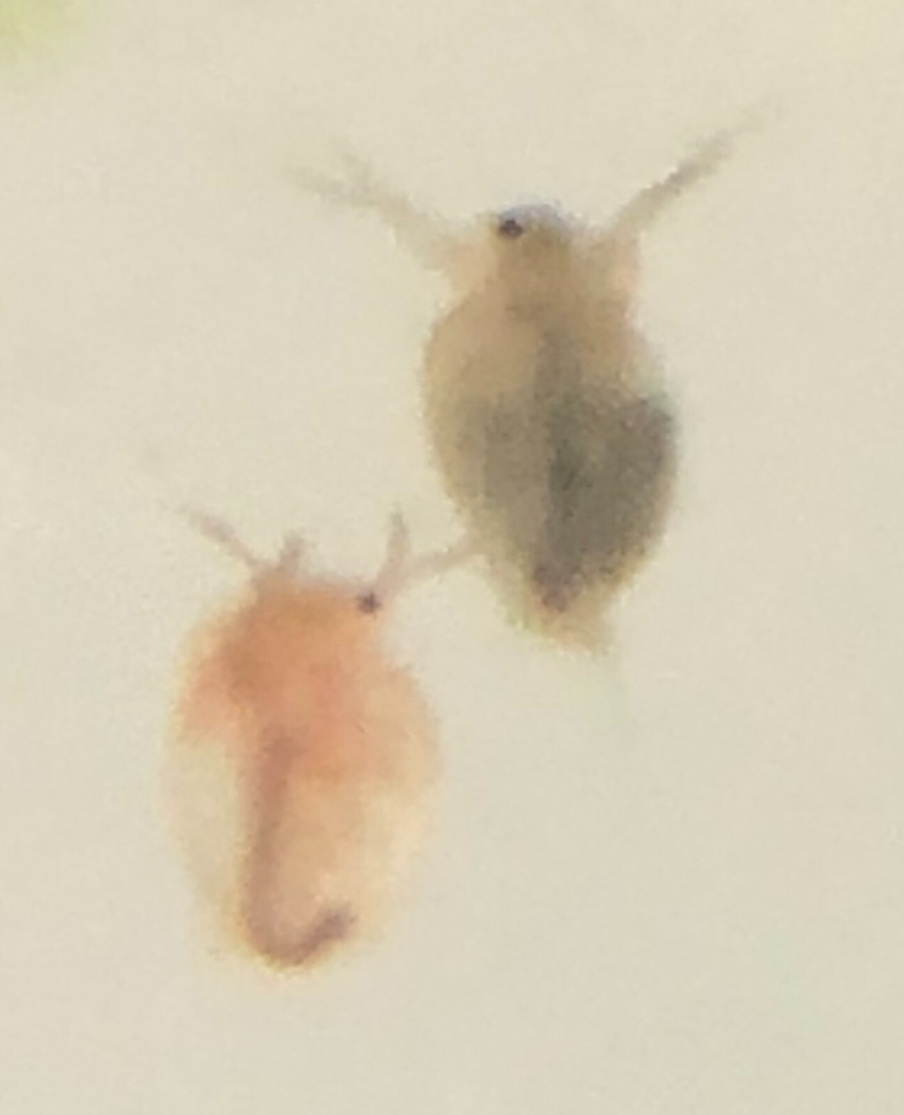 Live Daphnia magna=Water Fleas-live food*indoor container sustainable production