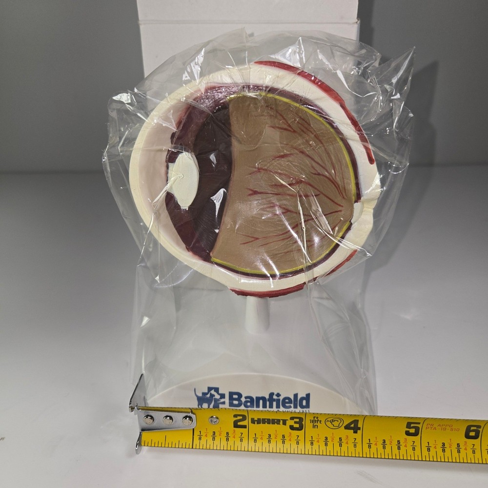 Banfield Eye Anatomy Model Educational Teaching Tool