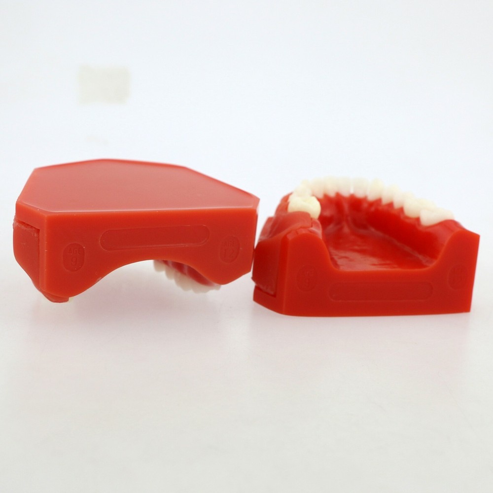 Dental Teeth Permanent Tooth Alternate Demonstration Study Teaching Model 4006#