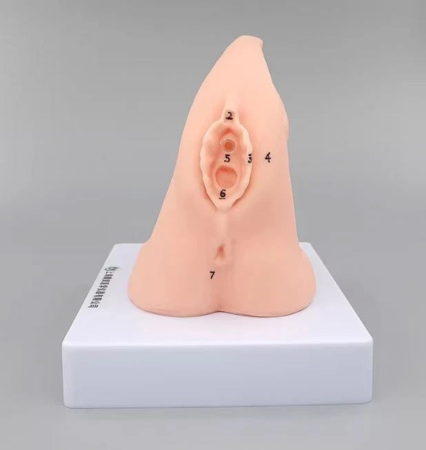 1PC Female Urethral Catheterization Training Simulator Model, Simplified Urinary