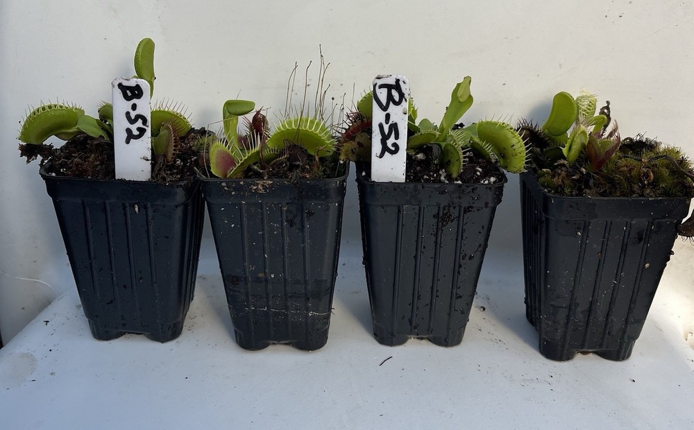 Dionaea Muscipula B52 Potted Venus Flytrap Plant