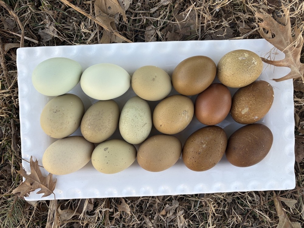 Hatching Eggs OLIVE 10+2 extra EE Marans Olive / Mint / Sage Cross