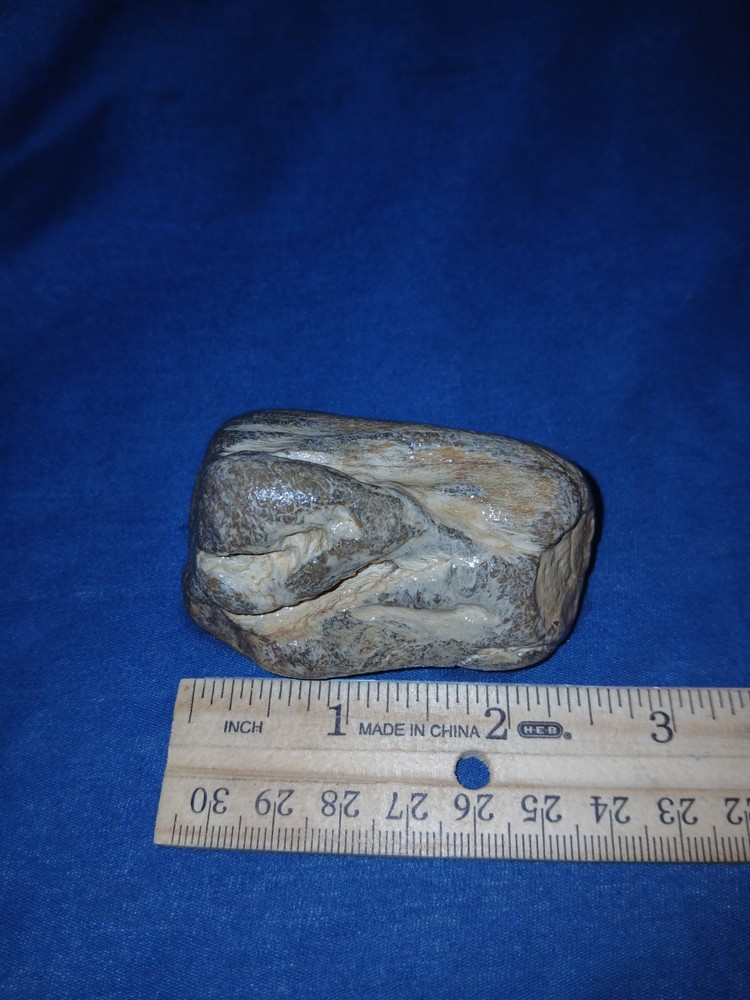 5 oz Agatized Petrified Wood