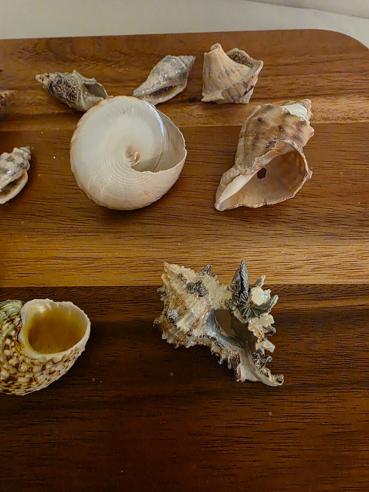 Ocean Seashell Lot - Estate Find