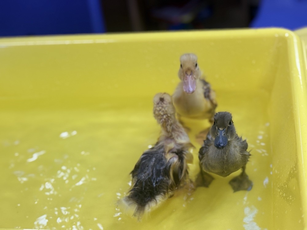 A Dozen duck Mystery Hatching Surprise