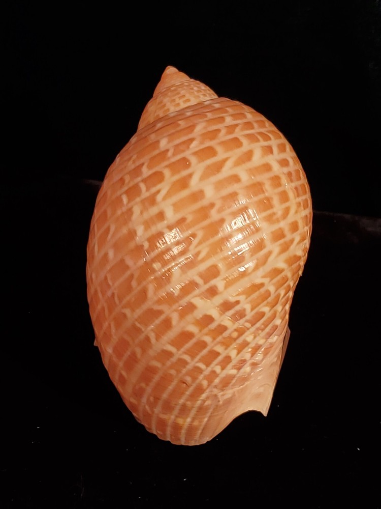Vintage Tonna Perdix Shell 114mm Great Specimen