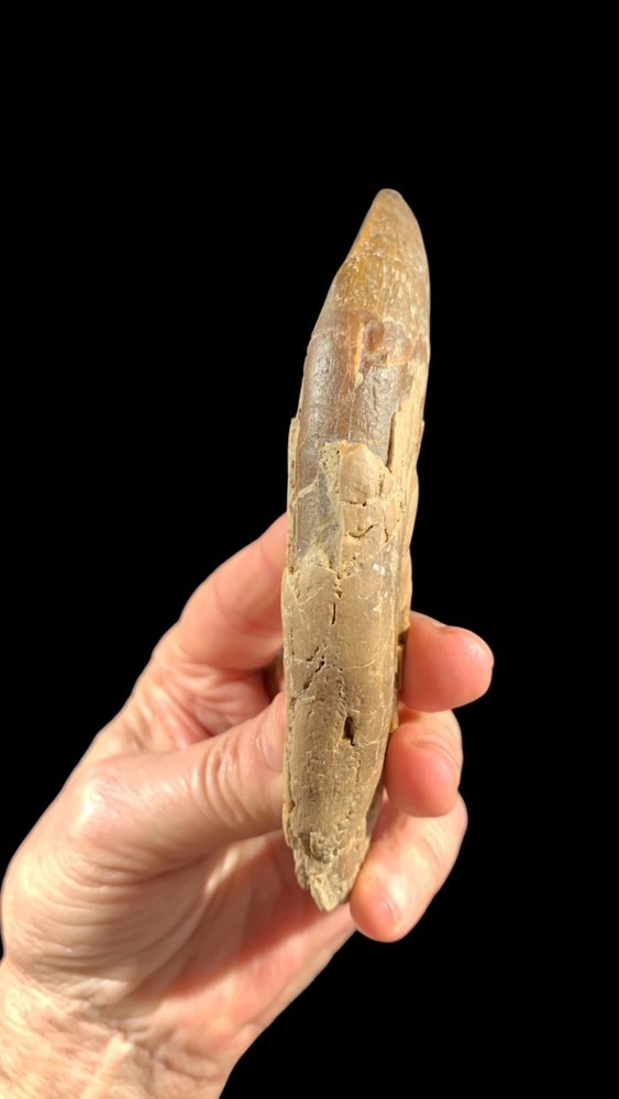 Basilosaurus Tooth